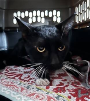 Rescue Domestic Short Hair Cats for Adoption in Alameda, California - PINGU | PetCurious