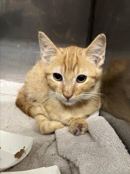 *TOULOUSE -  Domestic Short Hair Cat for Adoption in Woodland, California - *TOULOUSE | PetCurious