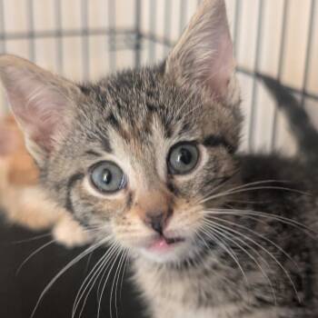 Domestic Short Hair Cats Available for Adoption in Portage, Michigan - Baked Bean | PetCurious