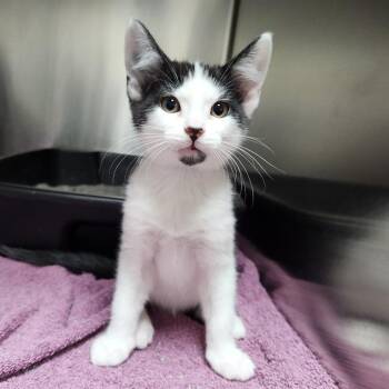 Rooster -  Domestic Short Hair Cat for Adoption in Walker, Michigan - Rooster | PetCurious
