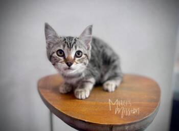 Gidget -  Domestic Short Hair Cat for Adoption in Spokane, Washington - Gidget | PetCurious
