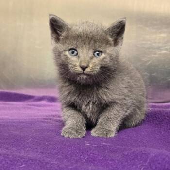 Dolly -  Domestic Short Hair Cat for Adoption in Newport, Tennessee - Dolly | PetCurious