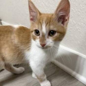 Domestic Short Hair Cats Available for Adoption - Yuzu | PetCurious