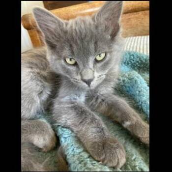 Slate -  Domestic Medium Hair Cat for Adoption in Prescott, Arizona - Slate | PetCurious