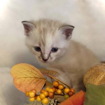 Quest -  Siamese and Domestic Short Hair Cat for Adoption in Newcastle, Oklahoma - Quest | PetCurious
