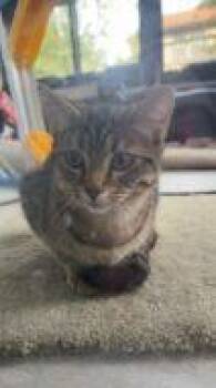 Domestic Short Hair Cats Available for Adoption in West Chester, Pennsylvania - Lilo | PetCurious