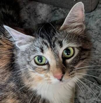 Momma Rainbow -  American Bobtail and Domestic Medium Hair Cat for Adoption - Momma Rainbow | PetCurious