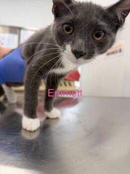 Emmett -  Domestic Short Hair Cat for Adoption in Cambridge, Maryland - Emmett | PetCurious