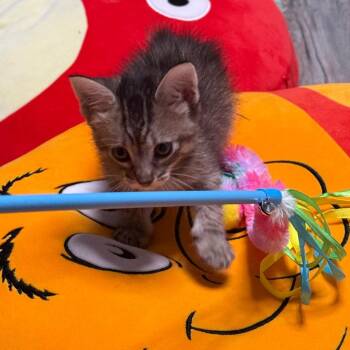 Queen Angelfish 8 -  Domestic Short Hair Cat for Adoption in Austin, Texas - Queen Angelfish 8 | PetCurious