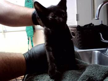 JOSEPH -  Domestic Short Hair Cat for Adoption in Martinez, California - JOSEPH | PetCurious