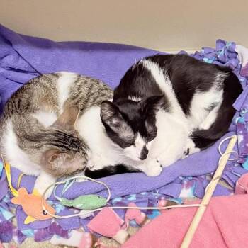 Domestic Short Hair Cats Available for Adoption in Nampa, Idaho - Victoria | PetCurious
