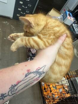 Sprite -  Domestic Short Hair Cat for Adoption in Douglasville, Georgia - Sprite | PetCurious