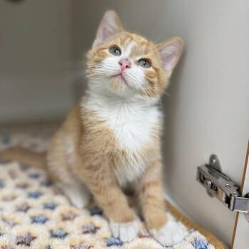 Domestic Short Hair Cats Available for Adoption in Champaign, Illinois - Bullfrog | PetCurious