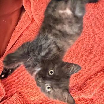 Lynx -  Domestic Medium Hair Cat for Adoption in Englewood, Florida - Lynx | PetCurious