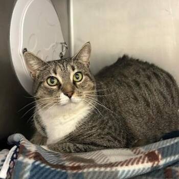 Pearl -  Domestic Short Hair Cat for Adoption in Knoxville, Tennessee - Pearl | PetCurious