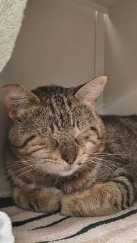 LIL MAN -  Domestic Short Hair Cat for Adoption in Las Vegas, Nevada - LIL MAN | PetCurious
