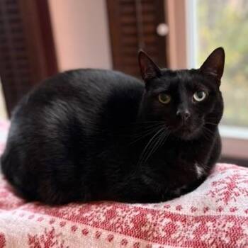 Domestic Short Hair Cats Available for Adoption in Phoenixville, Pennsylvania - Mojito | PetCurious
