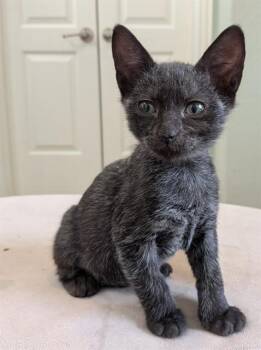 GUS -  Domestic Short Hair Cat for Adoption in Conroe, Texas - GUS | PetCurious