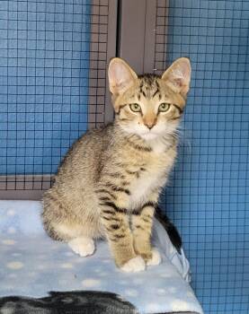 Rocco -  Domestic Short Hair Cat for Adoption in Green Valley, Arizona - Rocco | PetCurious