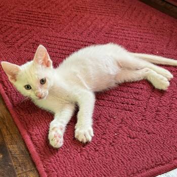 Domestic Short Hair Cats Available for Adoption in Pasco, Washington - Excedrine | PetCurious