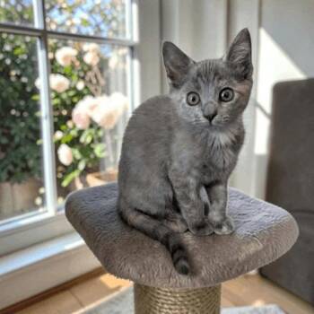 Domestic Short Hair Cats Available for Adoption in Fort Worth, Texas - Carnita | PetCurious