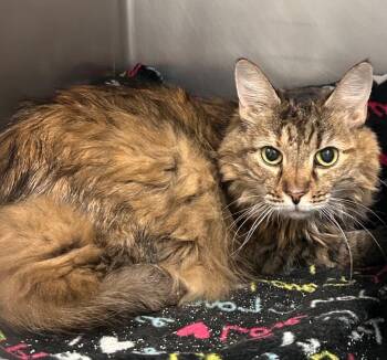 Gretel -  Domestic Long Hair Cat for Adoption in New Cumberland, West Virginia - Gretel | PetCurious