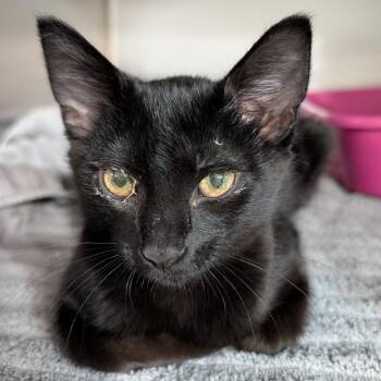 Domestic Short Hair Cats Available for Adoption in Reisterstown, Maryland - Gia | PetCurious