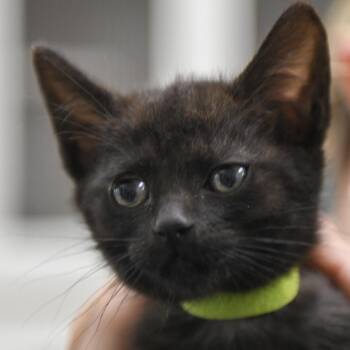 Miso -  Domestic Short Hair Cat for Adoption in Redwood City, California - Miso | PetCurious