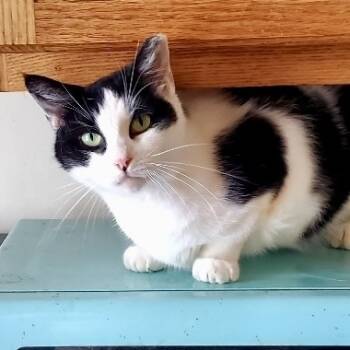 Rescue Domestic Short Hair Cats for Adoption in Philadelphia, Pennsylvania - Cookie Mae | PetCurious