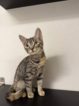 Rescue Domestic Short Hair Cats for Adoption in Albuquerque, New Mexico - Astrid | PetCurious