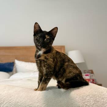 Derpy Dana -  Tortoiseshell and Domestic Short Hair Cat for Adoption in Columbia, South Carolina - Derpy Dana | PetCurious