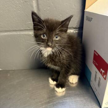 Domestic Short Hair Cats Available for Adoption in Tuscaloosa, Alabama - TUSC-Stray-84533 | PetCurious