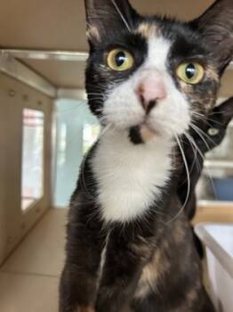 Rescue Domestic Short Hair Cats for Adoption in Leander, Texas - Louise | PetCurious