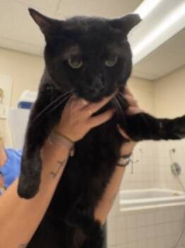 Kitty -  Domestic Short Hair Cat for Adoption in Palm Coast, Florida - Kitty | PetCurious
