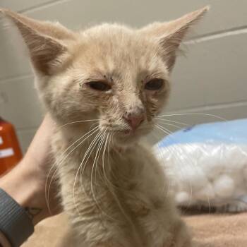 Jill -  Domestic Short Hair Cat for Adoption in Bristol, Indiana - Jill | PetCurious