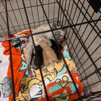 Frankie -  Domestic Short Hair Cat for Adoption in Fairfax Station, Virginia - Frankie | PetCurious