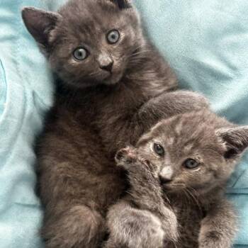 Hot Pocket -  Domestic Short Hair Cat for Adoption in Kennebunk, Maine - Hot Pocket | PetCurious