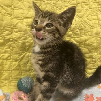 Chevy -  Domestic Short Hair Cat for Adoption in West Olive, Michigan - Chevy | PetCurious