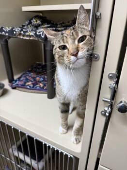 Domestic Short Hair Cats Available for Adoption - Olive | PetCurious