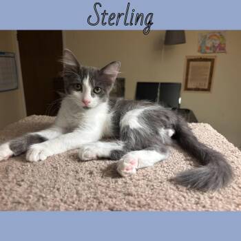 Rescue Domestic Long Hair Cats for Adoption in Vacaville, California - Sterling | PetCurious