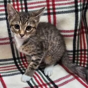 Rescue Domestic Short Hair Cats for Adoption in Little Rock, Arkansas - Thomas | PetCurious