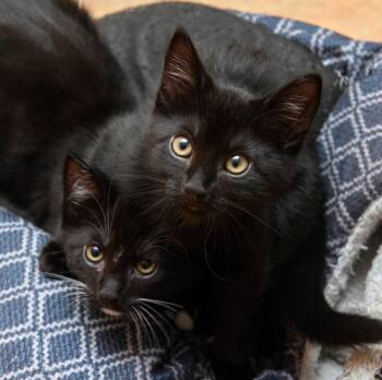 Floyd and Barney -  Domestic Short Hair Cat for Adoption in Seattle, Washington - Floyd And Barney | PetCurious