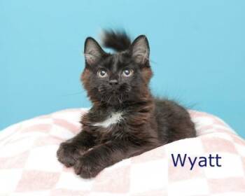 Wyatt -  Domestic Long Hair and Domestic Short Hair Cat for Adoption in Parma, Ohio - Wyatt | PetCurious