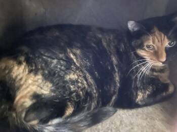 Tink -  Calico Cat for Adoption in Billings, Montana - Tink | PetCurious