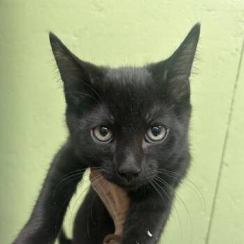 Coriander -  Domestic Short Hair Cat for Adoption in Durango, Colorado - Coriander | PetCurious