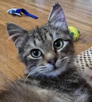 Sariah -  Domestic Medium Hair Cat for Adoption in Honeoye, New York - Sariah | PetCurious