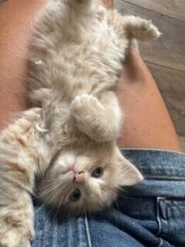 Jack -  Domestic Long Hair Cat for Adoption in Lafayette, Colorado - Jack | PetCurious