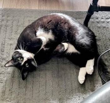 Oreo (bonded with Bubbles) -  Tuxedo and Domestic Short Hair Cat for Adoption in Vaughan, Ontario - Oreo (bonded With Bubbles) | PetCurious