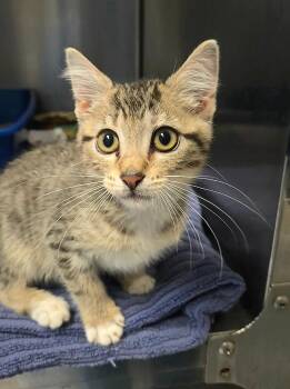 Shallot (Petco) -  Domestic Short Hair Cat for Adoption in Ocala, Florida - Shallot (Petco) | PetCurious