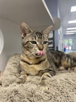 Rescue Domestic Short Hair Cats for Adoption in Atlanta, Georgia - Periwinkle (Leuk+) | PetCurious